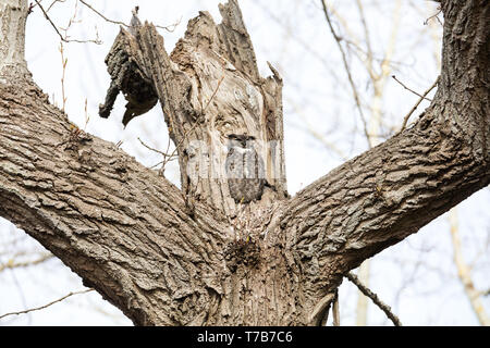 Great horned owl Nest und Owlet am Delta BC Kanada Stockfoto
