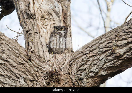 Great horned owl Nest und Owlet am Delta BC Kanada Stockfoto