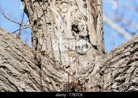 Great horned owl Nest und Owlet am Delta BC Kanada Stockfoto