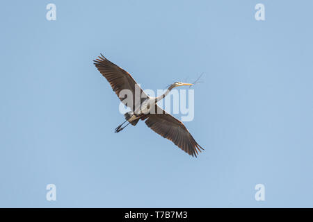 Great Blue Heron mit Nistmaterial im Delta BC Kanada Stockfoto