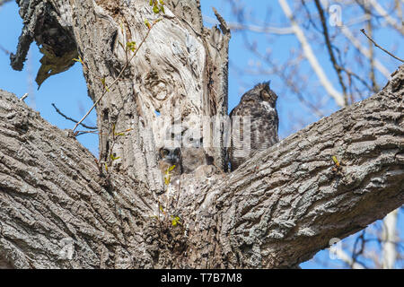 Great horned owl Nest und Owlet am Delta BC Kanada Stockfoto