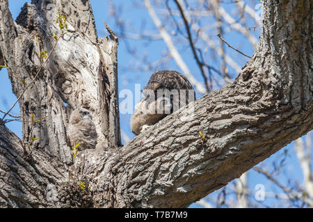 Great horned owl Nest und Owlet am Delta BC Kanada Stockfoto