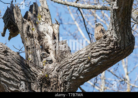 Great horned owl Nest und Owlet am Delta BC Kanada Stockfoto