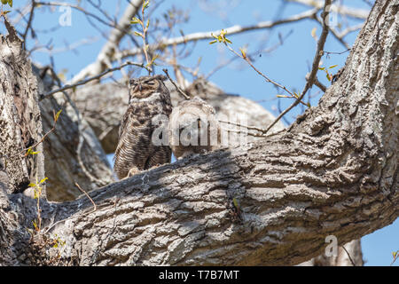 Great horned owl Nest und Owlet am Delta BC Kanada Stockfoto