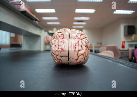 Gehirn Modell mit seitlichem isoliert im Labor mit allen Cortex und des Kleinhirns. Stockfoto