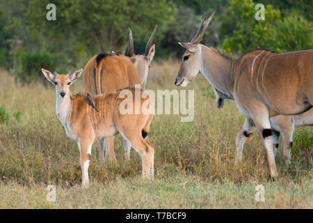 Eine junge Gemeinsame Eland am Rande der Heide mit einer kleinen Herde, Fütterung, blickte, Seitenansicht, Ol Pejeta Conservancy, Laikipia, Kenia, Afrika Stockfoto