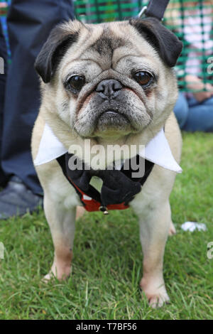 London, Großbritannien. 5. Mai 2019. Alfie Möpse in der Alle Hunde Egal Rinde aus Nächstenliebe Dog Show, Hampstead Heath, London, England. Süße Hunde nahmen an mehreren Kategorien dieses jährlichen Dog Show, die von der Nächstenliebe, die Häuser und rehomes Hunde in London ausgeführt wird und findet Wohnungen für Hunde aus Übersee. Hunde konkurrierten niedlichsten Welpen werden, am besten Rettungs- und mehr. Weitere Informationen unter www.alldogsmatter.co.uk Quelle: Paul Brown/Alamy leben Nachrichten Stockfoto