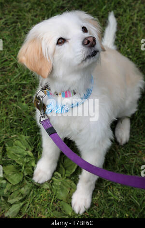 London, Großbritannien. 5. Mai 2019. Lolita die Pudel Malteser Kreuz, an der alle Hunde Egal Rinde aus Nächstenliebe Dog Show, Hampstead Heath, London, England. Süße Hunde nahmen an mehreren Kategorien dieses jährlichen Dog Show, die von der Nächstenliebe, die Häuser und rehomes Hunde in London ausgeführt wird und findet Wohnungen für Hunde aus Übersee. Hunde konkurrierten niedlichsten Welpen werden, am besten Rettungs- und mehr. Weitere Informationen unter www.alldogsmatter.co.uk Quelle: Paul Brown/Alamy leben Nachrichten Stockfoto