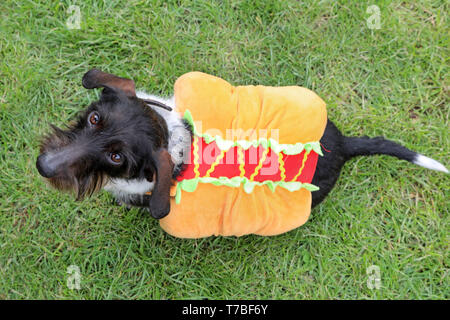 London, Großbritannien. 5. Mai 2019. Charlie die Wire-Haired Dackel trägt ein hotdog Kostüm an der Alle Hunde Egal Rinde aus Nächstenliebe Dog Show, Hampstead Heath, London, England. Süße Hunde nahmen an mehreren Kategorien dieses jährlichen Dog Show, die von der Nächstenliebe, die Häuser und rehomes Hunde in London ausgeführt wird und findet Wohnungen für Hunde aus Übersee. Hunde konkurrierten niedlichsten Welpen werden, am besten Rettungs- und mehr. Weitere Informationen unter www.alldogsmatter.co.uk Quelle: Paul Brown/Alamy leben Nachrichten Stockfoto