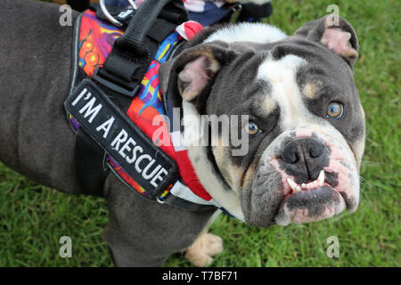 London, Großbritannien. 5. Mai 2019. Herbert die englische Bulldogge in den besten rescue Kategorie alle Hunde Egal Rinde aus Nächstenliebe Dog Show, Hampstead Heath, London, England. Süße Hunde nahmen an mehreren Kategorien dieses jährlichen Dog Show, die von der Nächstenliebe, die Häuser und rehomes Hunde in London ausgeführt wird und findet Wohnungen für Hunde aus Übersee. Hunde konkurrierten niedlichsten Welpen werden, am besten Rettungs- und mehr. Weitere Informationen unter www.alldogsmatter.co.uk Quelle: Paul Brown/Alamy leben Nachrichten Stockfoto