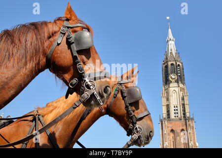 Close-up auf Pferden (für Pferdekutsche verwendet) auf dem Hauptplatz (Markt) mit Nieuwe Kerk Clock Tower im Hintergrund, Delft, Niederlande Stockfoto