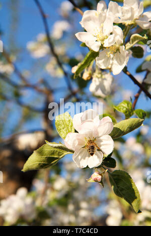 Zweige eines blühenden Apfelbaum mit Bienen Nektar sammeln von weißen Blumen. Die bestäubung blühende Apfelbäume im Frühjahr. Stockfoto