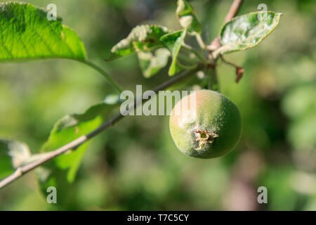 Frucht der unreifen Apfel auf dem Zweig der Baum mit Blättern von pilzerkrankung betroffen. Geringe Tiefenschärfe. Obst im Garten Stockfoto