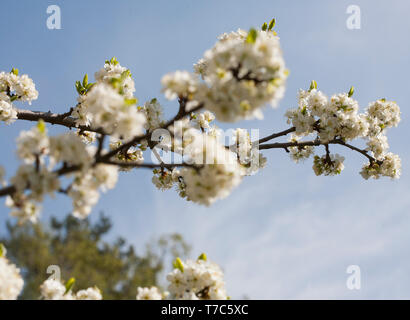 PLUMTREE Blüte im Frühjahr, Prunus domestica Stockfoto