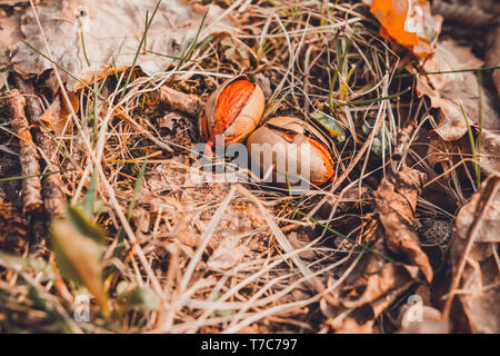 Die Eichel legte einen Fuß zwischen die Blätter im Wald. 2019 Stockfoto