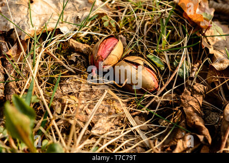 Die Eichel legte einen Fuß zwischen die Blätter im Wald. 2019 Stockfoto