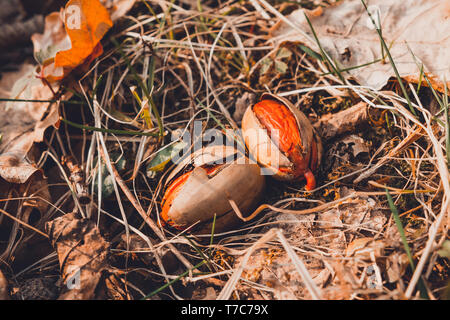 Die Eichel legte einen Fuß zwischen die Blätter im Wald. 2019 Stockfoto