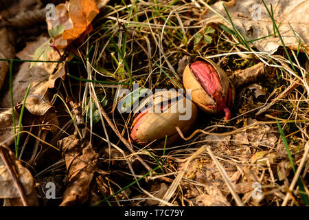 Die Eichel legte einen Fuß zwischen die Blätter im Wald. 2019 Stockfoto