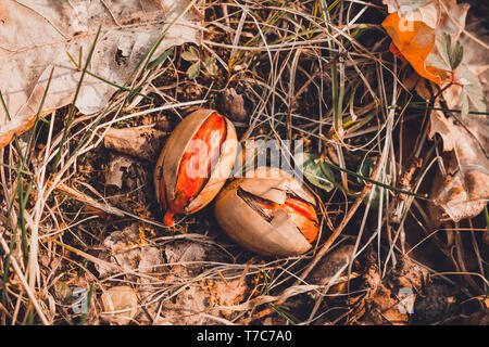 Die Eichel legte einen Fuß zwischen die Blätter im Wald. 2019 Stockfoto