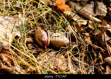 Die Eichel legte einen Fuß zwischen die Blätter im Wald. 2019 Stockfoto