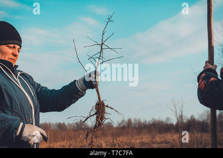 Eine Frau in ihre Hände gegen den Himmel hält einen jungen Baum mit den Wurzeln gegraben. 2019 Stockfoto