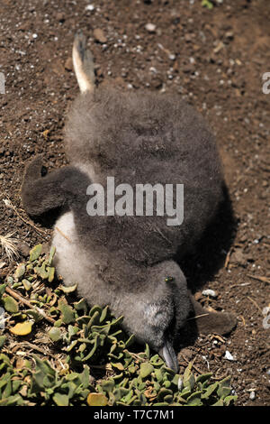 Tote junge Pinguin in Australien Stockfoto