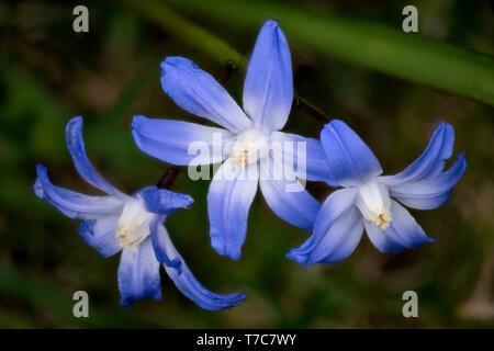 Makro Nahaufnahme von drei blaue Scilla Blumen zeigt viele Details wie Blütenstempel und Pollen Stockfoto