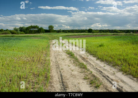 Sandigen Weg durch grüne wachsenden Felder, Wald und weiße Wolken am blauen Himmel Stockfoto