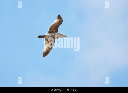 Juvenile Silbermöwe (Larus argentatus) im Flug, Annapolis Royal Gezeiten Kraftwerk, Annapolis Royal, Nova Scotia, Kanada Stockfoto