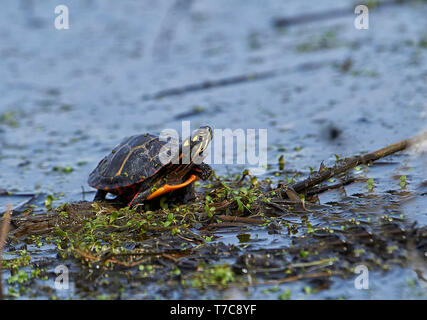 Eastern painted Turtle (Chrysemys picta) am Rande von Feuchtgebieten, Annapolis Royal Marsh, Französisch Basin Trail, Annapolis Royal, Nova Scotia, Kanada Stockfoto