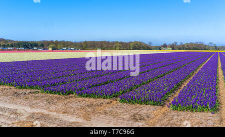 Blumenfelder der blauen Hyazinthen in Nord Holland Stockfoto