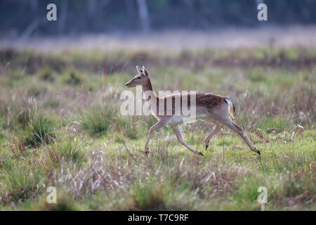 Das damwild ist ein wiederkäuer Säugetier aus der Familie der Cervidae. Stockfoto