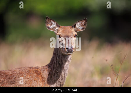 Das Rotwild ist einer der größten Hirsche Arten. Der Rothirsch bewohnt, die meisten von Europa. Stockfoto