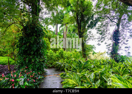 Balata Garten, Martinique - Paradies botanischer Garten auf der tropischen Insel der Karibik mit Hängebrücken - Frankreich Stockfoto