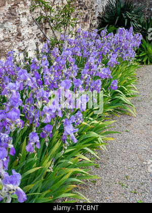 Geballte Anzeige Der winterharte Staude Iris githago ssp Githago, eine frühe Blüte tall bearded Iris Stockfoto