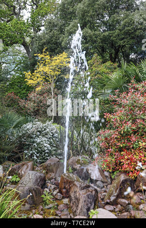 Geysir im Neuseeland Garten, Mount Edgcumbe Country Park, South East Cornwall. Formale Gärten im Country Park Stockfoto