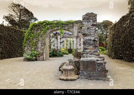 Wisteria wächst die Reliquie Garten am Mount Edgcumbe Country Park Stockfoto