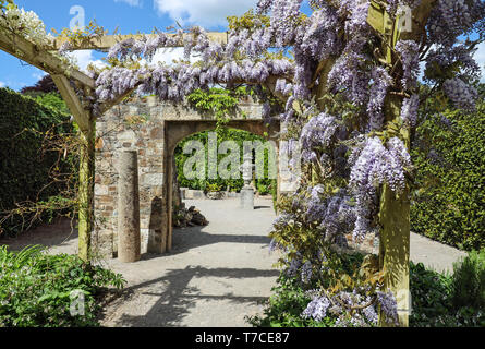 Wisteria wächst die Reliquie Garten am Mount Edgcumbe Country Park Stockfoto