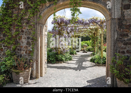 Wisteria wächst die Reliquie Garten am Mount Edgcumbe Country Park Stockfoto