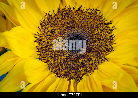Sonnenblume Stockfoto