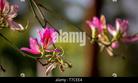 Orchid Tree Stockfoto