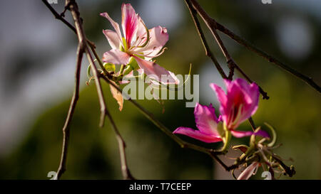 Orchid Tree Stockfoto