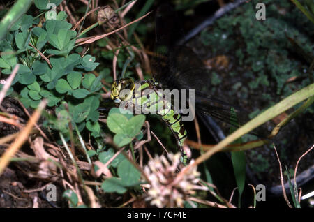 Südliche Aeshna cyanea AESHNA EIER () Stockfoto