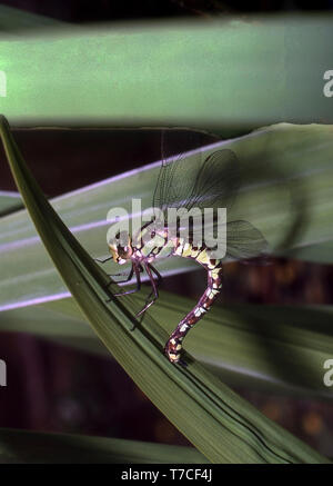 Südliche Aeshna cyanea AESHNA EIER () Stockfoto