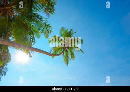 Kokosnuss tropische Palme mit reifen Kokosnüsse hängen über den Strand an der sonnigen klaren Sommer Tag auf tropische Insel mit strahlenden Sonne Stockfoto