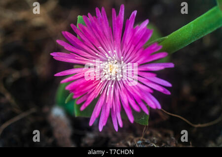 Heartleaf iceplant (Aptenia cordifolia) Blumen. Auch baby sunrose aufgerufen, diese saftigen ist heimisch im südlichen Afrika, aber in einigen Regionen Europas, Stockfoto