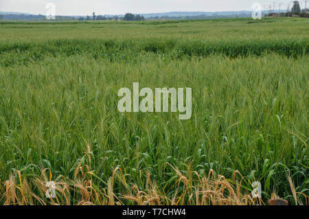 Grüne Weizen Stengel in eine endlose Feld. In Israel im April fotografierte Stockfoto