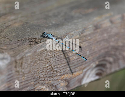 Variable Damselfly [Variable] Bluet (Coenagrion pulchellum), Weibliche in Ruhestellung Stockfoto