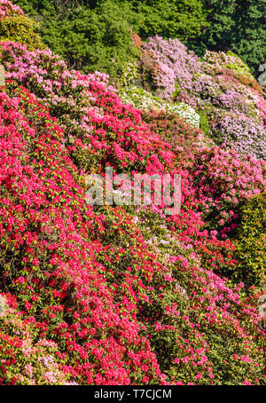 Die Blüte der rhodondendros im Mai, ist eine Show der Farben von weiß bis rot bis violett Stockfoto