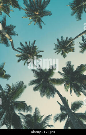 Vintage getönten tropischen Palmen im Tropical Island Beach Blick von unten nach oben in den Himmel Stockfoto